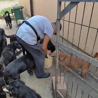 photo de livraison pour Društvo za zaštitu životinja "Bela"