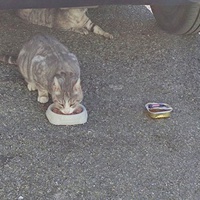 photo de livraison pour Patounes de Chats