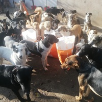 photo de livraison pour Europe4strays