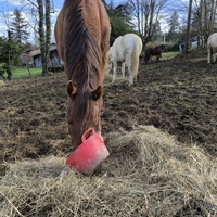 photo de livraison pour Les Crinières de Salherm
