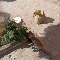 photo de livraison pour Hajar Aourz