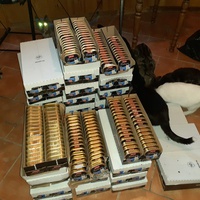 photo de livraison pour Cruzy Cat 34