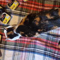 photo de livraison pour Amis de Myrtille