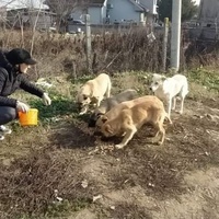 photo de livraison pour Civic Initiative Kane Korzo Skopje