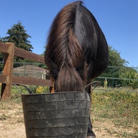 photo de livraison pour Les Chevaux d'Elo