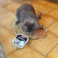 photo de livraison pour Protection Animale Berroise