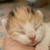 photo animal
