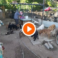 photo de livraison pour Animal World Struga