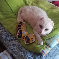 photo de livraison pour Les Chats libres de Calvisson