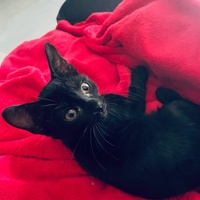photo de livraison pour Chat Gratouille