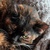 photo animal