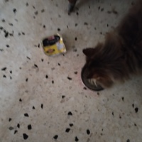 photo de livraison pour Chats Grains d'Amour
