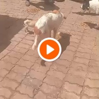 photo de livraison pour Comme Chiens et Chats Maroc