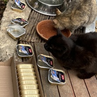 photo de livraison pour Les Chats Perchés de Mirmande