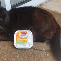 photo de livraison pour FELINS VAGABONDS
