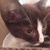 photo animal