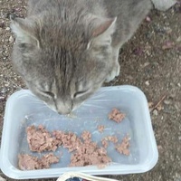 photo de livraison pour Les Chats-Pitresdelavi-Ste