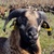 photo animal