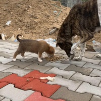 photo de livraison pour 4 Pattes Mogador