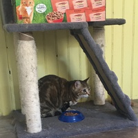 photo de livraison pour Association des Chats Camarguais