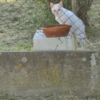 photo de livraison pour Les Chats Paix Belle du Lauragais