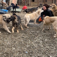 photo de livraison pour Saving Orphaned Souls Sheila's Animal Rescue Mission