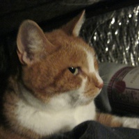 photo de livraison pour Au Bonheur des Chats Libres