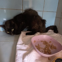 photo de livraison pour L'école du Chat d'Ollioules