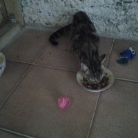 photo de livraison pour L'Assist'Aux Chats