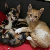 photo de livraison pour Le Chat Salonais