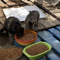 photo de livraison pour Les chats Port-Saint-Louisiens