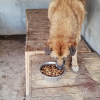photo de livraison pour Sammelstelle für Tiere in Not e.V.