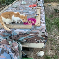 photo de livraison pour Les chats de chez nous