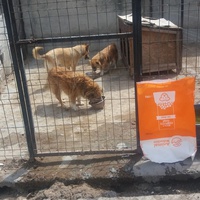 photo de livraison pour Speranta Pentru Animale