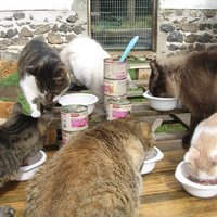 photo de livraison pour Jardin des Chats