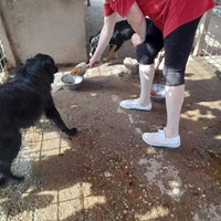 photo de livraison pour Udruženje za zaštitu životinja "Pongo"