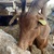 photo animal