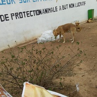 photo de livraison pour Le Coeur sur la Patte