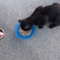 photo de livraison pour Chats cerbériens