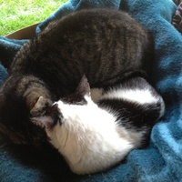 photo de livraison pour Association Des  Chats  De Hyeres