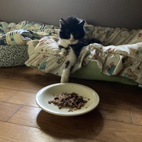 photo de livraison pour STREET CATS