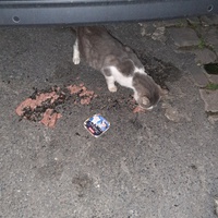photo de livraison pour Association Animaux Errants Economie