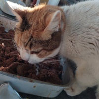 photo de livraison pour Chats Grains d'Amour