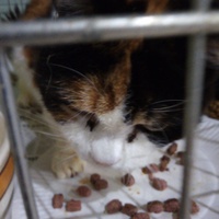 photo de livraison pour Amicale Chats