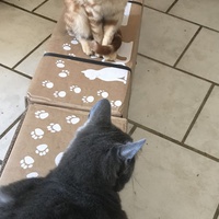 photo de livraison pour Chats-sos