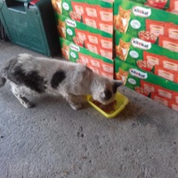 photo de livraison pour Les chats Port-Saint-Louisiens