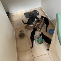 photo de livraison pour Collectif Sauvetage Chatons