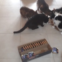 photo de livraison pour Les Amis de Michouette