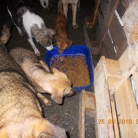 photo de livraison pour Pro Animals Finland ry