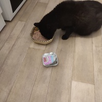 photo de livraison pour Ecole du Chat de Roubaix